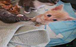 British Shorthair cats for sale: 4 Beutiful kittens  - Image 9