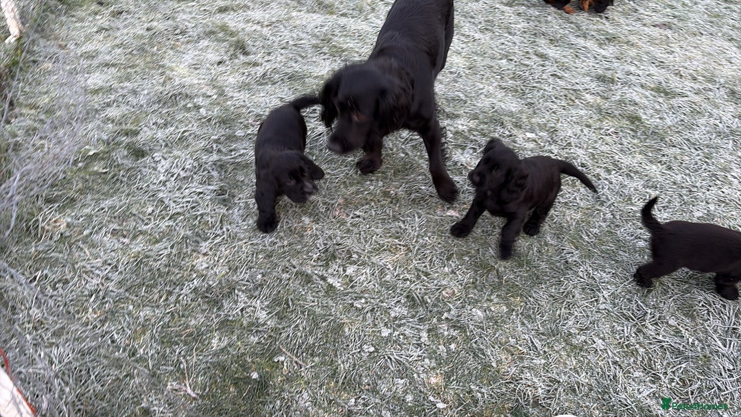Cocker Spaniel dogs for sale: Beautifully marked Cocker Spaniel Pups For Sale - Advert 1