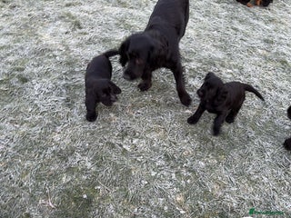Cocker Spaniel dogs Beautifully marked Cocker Spaniel Pups For Sale - Advert 1