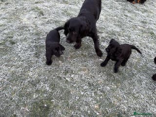 Cocker Spaniel dogs Beautifully marked Cocker Spaniel Pups For Sale - Advert 12