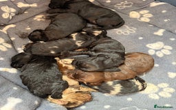 Cockapoo dogs for sale: Cracking F1 Cockapoos - Image 5