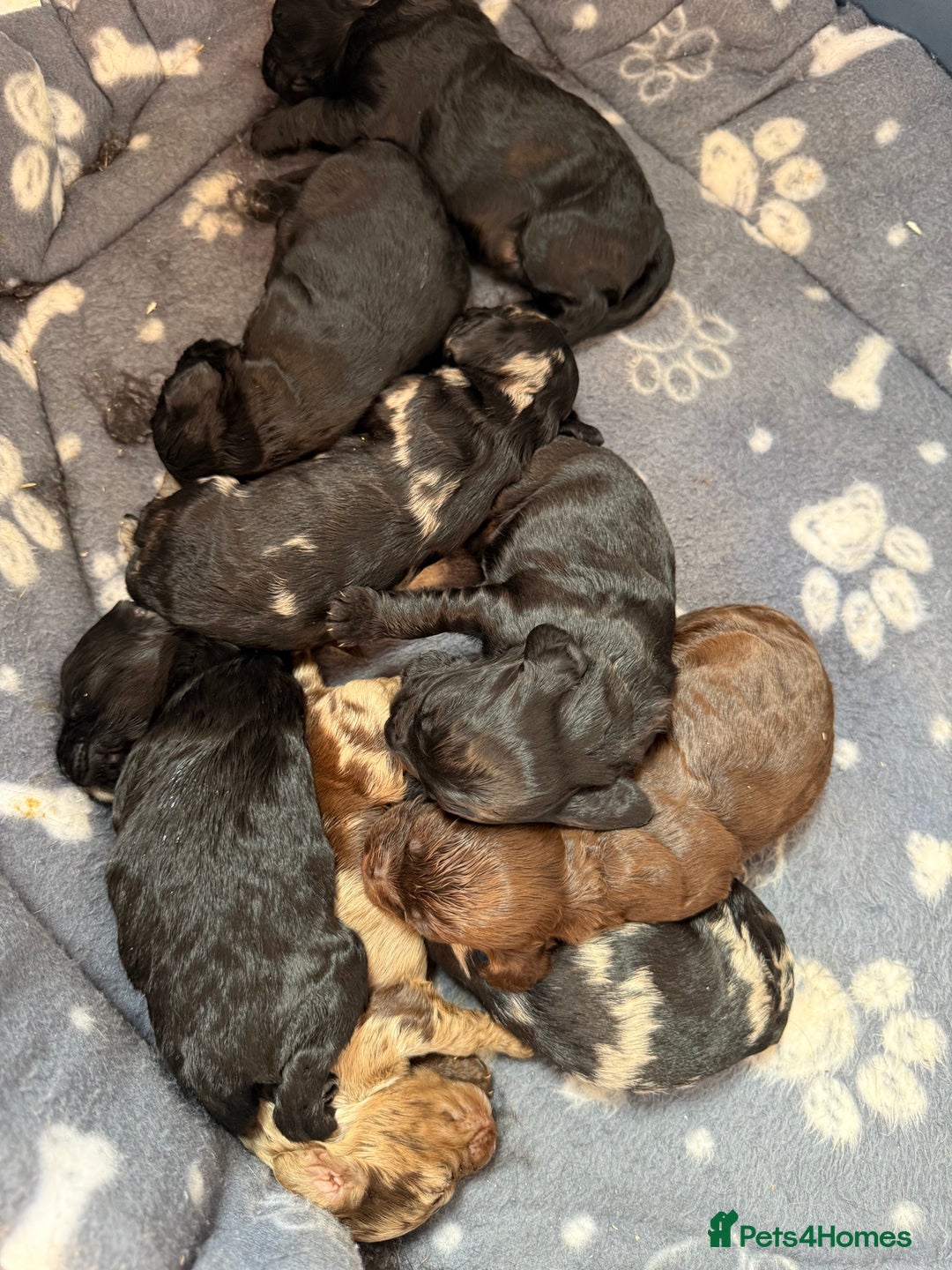 Cockapoo dogs for sale: Cracking F1 Cockapoos - Image 5