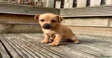 Jack Russell dogs - Advert 11