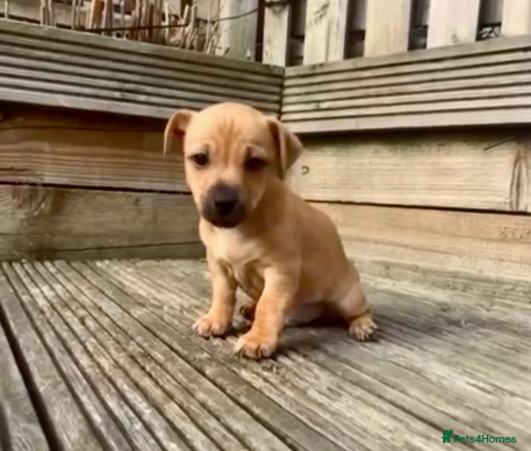 Jack Russell dogs for sale: Top Quality Gorgeous Tan Miniature Jack Russell  - Image 3
