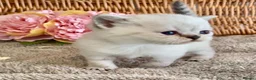 British Shorthair cats for sale: RARE SEAL LYNX PURE BRED BSH TEDDY BEARS - Advert 15