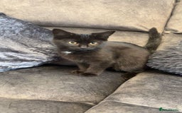American Shorthair cats for sale: 3 Tabby kittens and 1 bombay kitten - Image 15