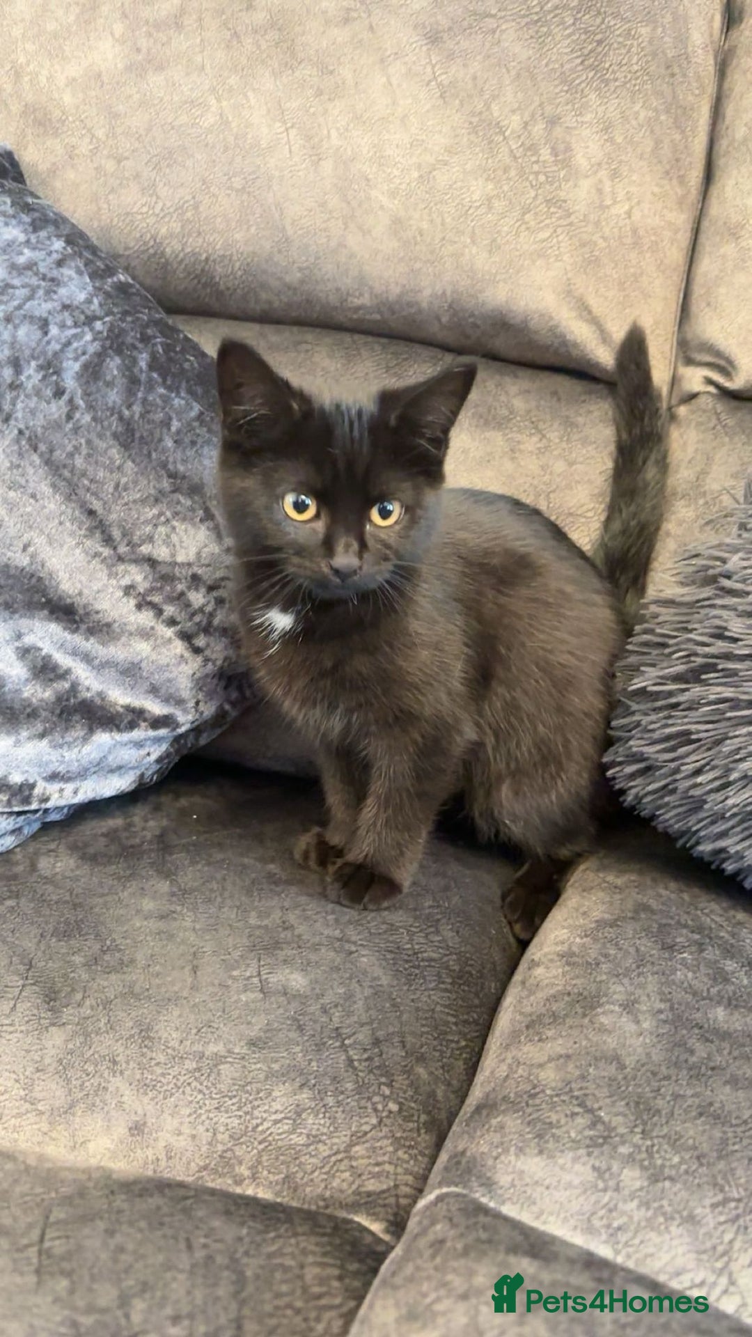 American Shorthair cats for sale: 3 Tabby kittens and 1 bombay kitten - Image 15