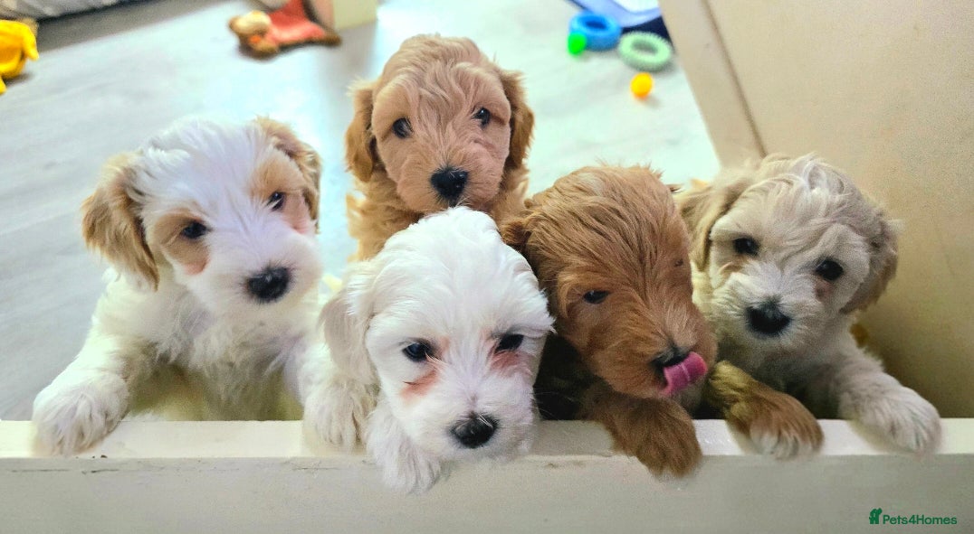 Maltipoo dogs Maltipoo Puppies with Confirmed Parentage - Advert 1