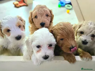 Maltipoo dogs Maltipoo Puppies with Confirmed Parentage - Advert 1