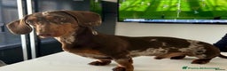 Dachshund dogs for stud: *STUD* Handsome dapple dachshund for stud only in Chelmsford - Advert 2