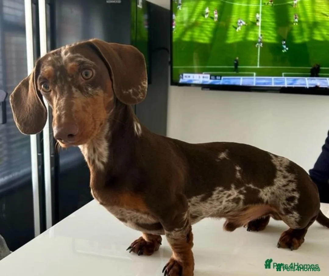Dachshund dogs for stud: *STUD* Handsome dapple dachshund for stud only in Chelmsford - Advert 2