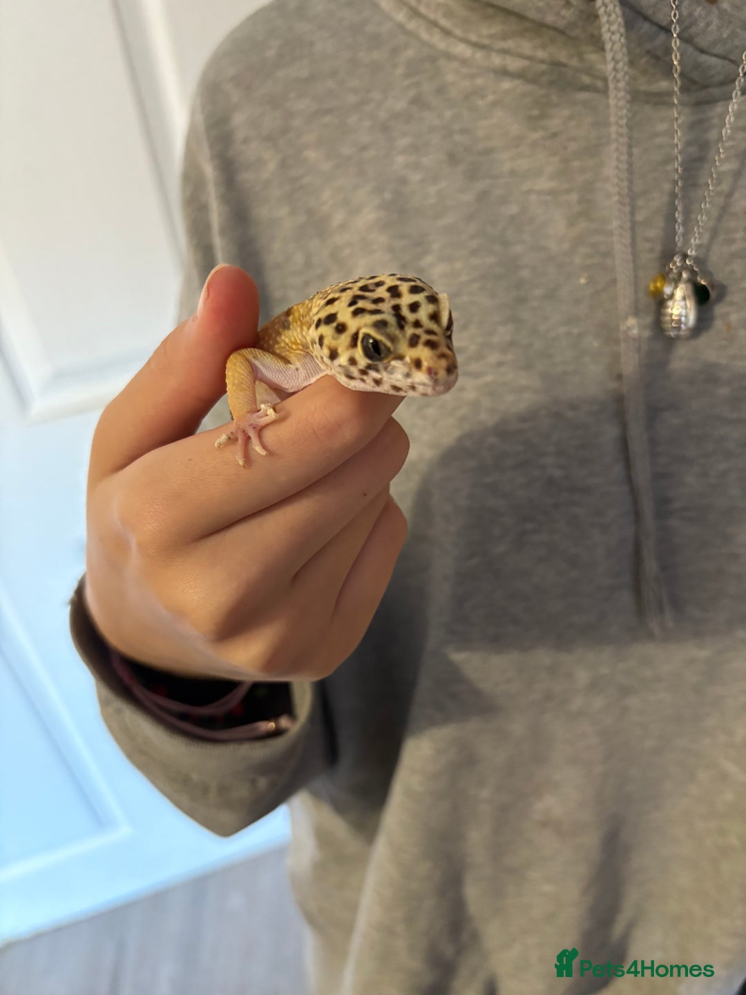Leopard Gecko reptiles for sale: Leopard gecko and enclosure  - Advert 1