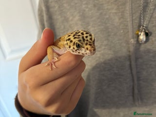 Leopard Gecko reptiles Leopard gecko and enclosure - Advert 1