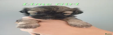  Lime Green Girl