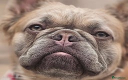 French Bulldog dogs for sale: French Bulldog Female - Image 6