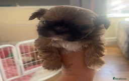Shih Tzu dogs for sale: Cream and chocolate imperial shih tzu pups - Image 24