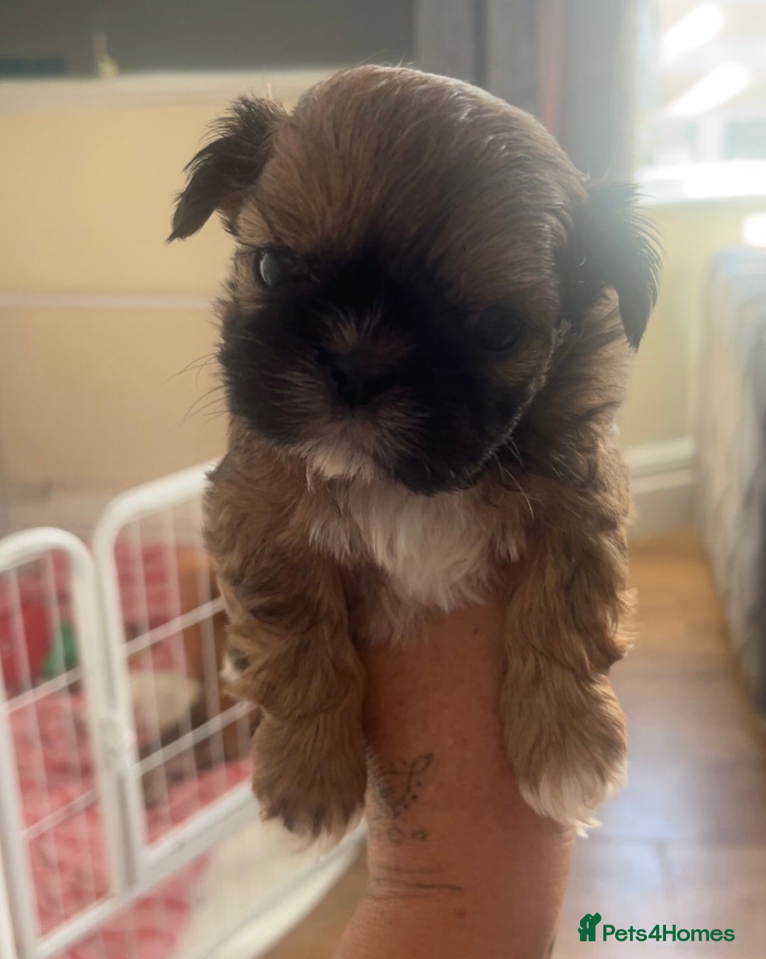 Shih Tzu dogs for sale: Cream and chocolate imperial shih tzu pups - Image 24