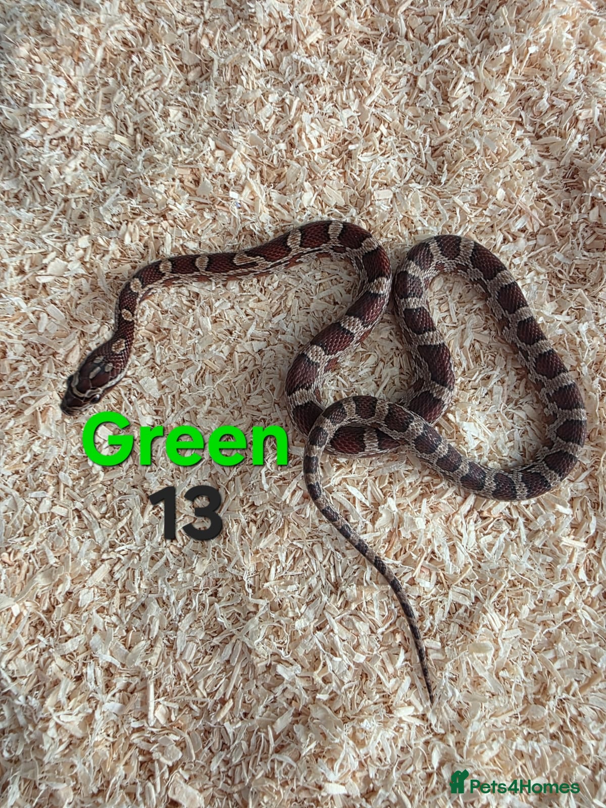 Corn Snake reptiles for sale: Various Cornsnakes avilable  - Advert 28