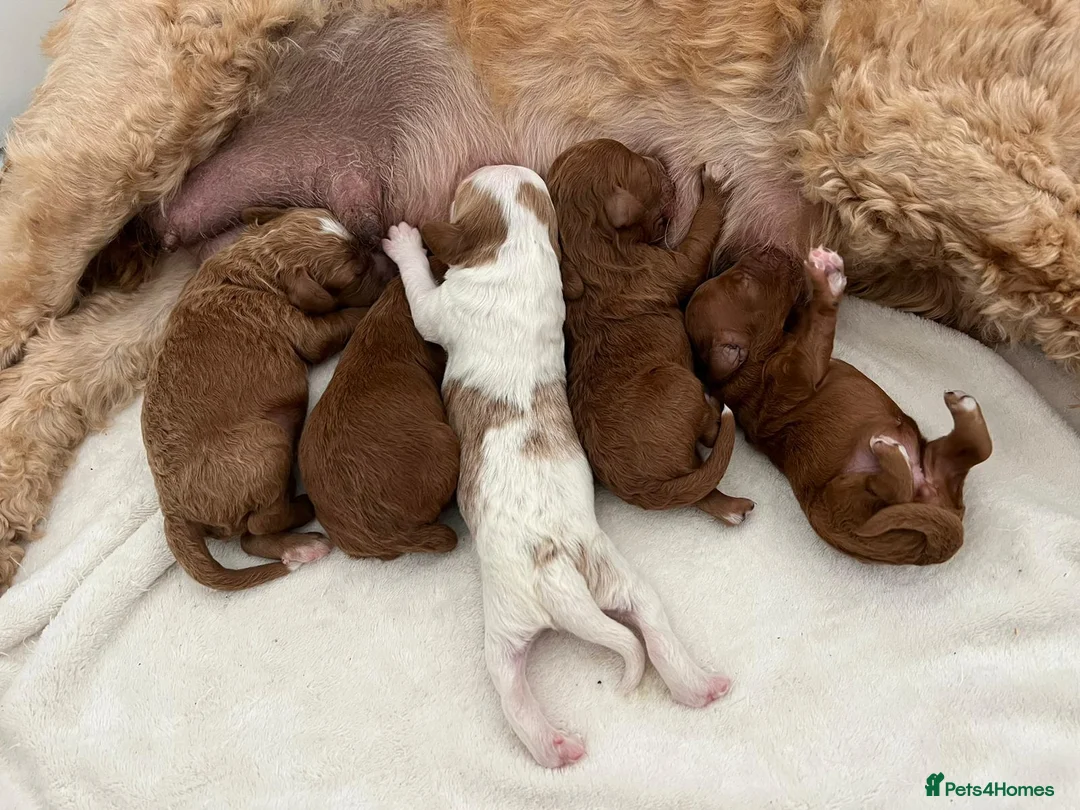 Toy Poodle dogs for stud: Jimmy tuxedo toy poodle  in Blaydon-on-Tyne - Advert 3