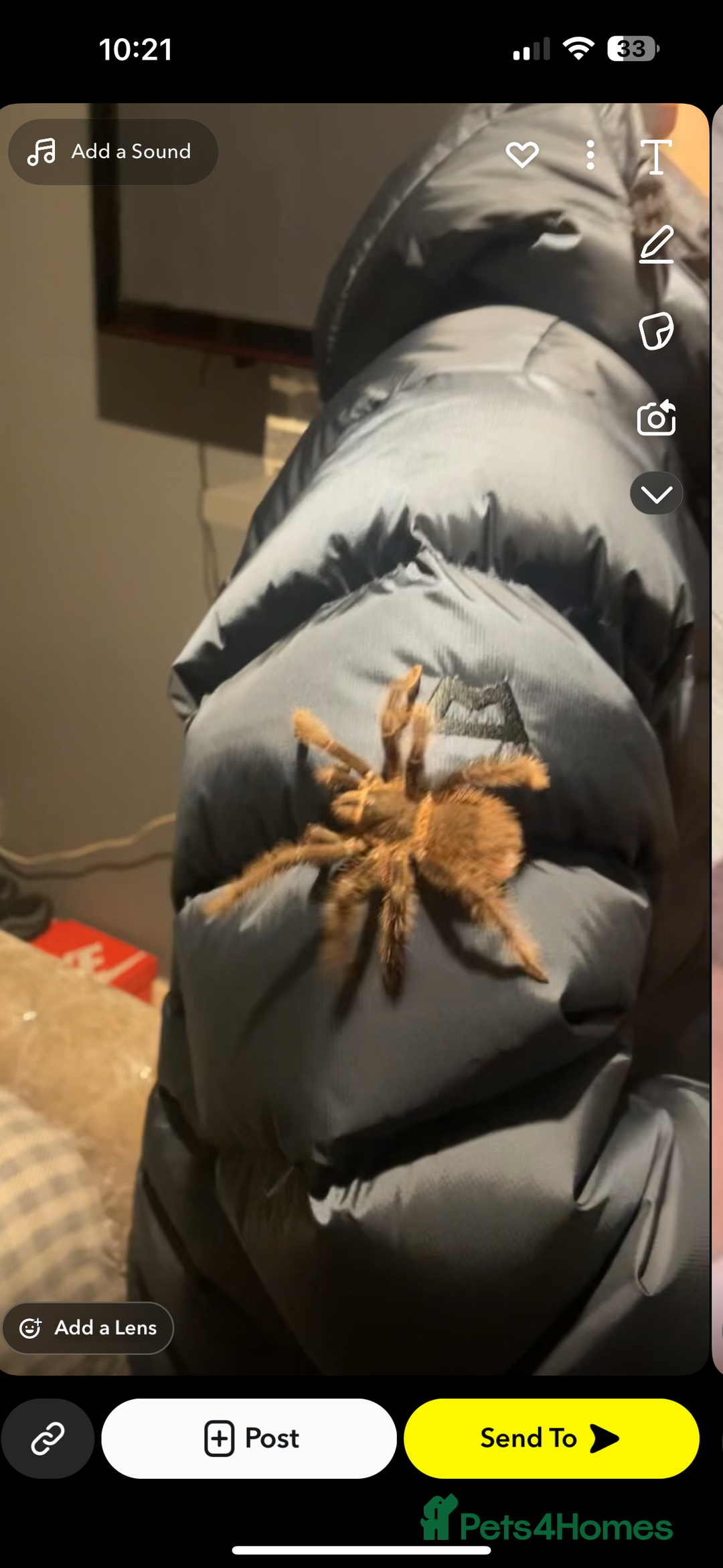 Spiders invertebrates for sale: Mix of tarantulas for sale  - Advert 3