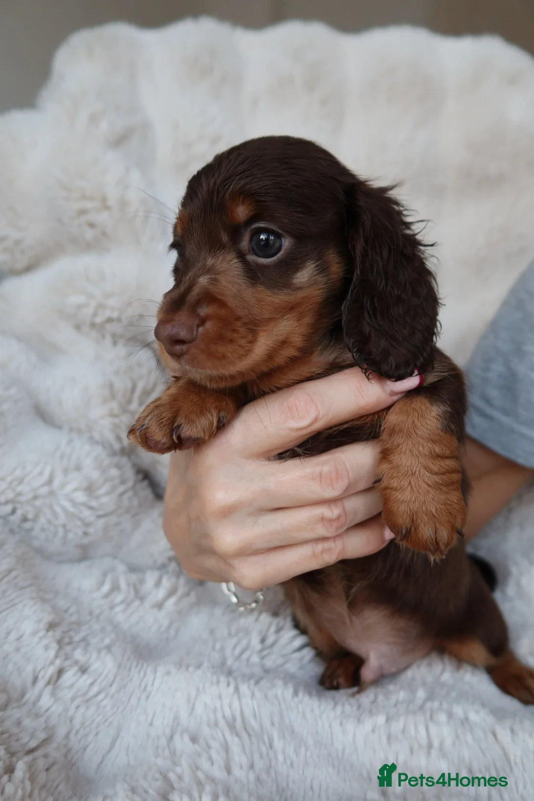 Miniature Dachshund dogs for sale: 1 male long hair miniature daschunds for sale - Advert 1