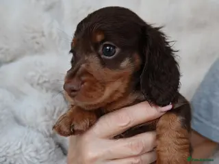 Miniature Dachshund dogs 1 male long hair miniature daschunds for sale - Advert 3
