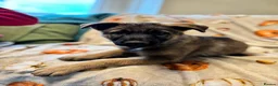 German Shepherd dogs for sale: 9 German shepherd puppies - Advert 9
