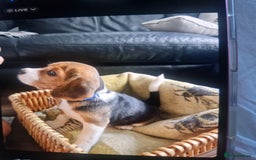 Beagle dogs for sale: (5th gen) pure pedigree beagle puppy - Image 18