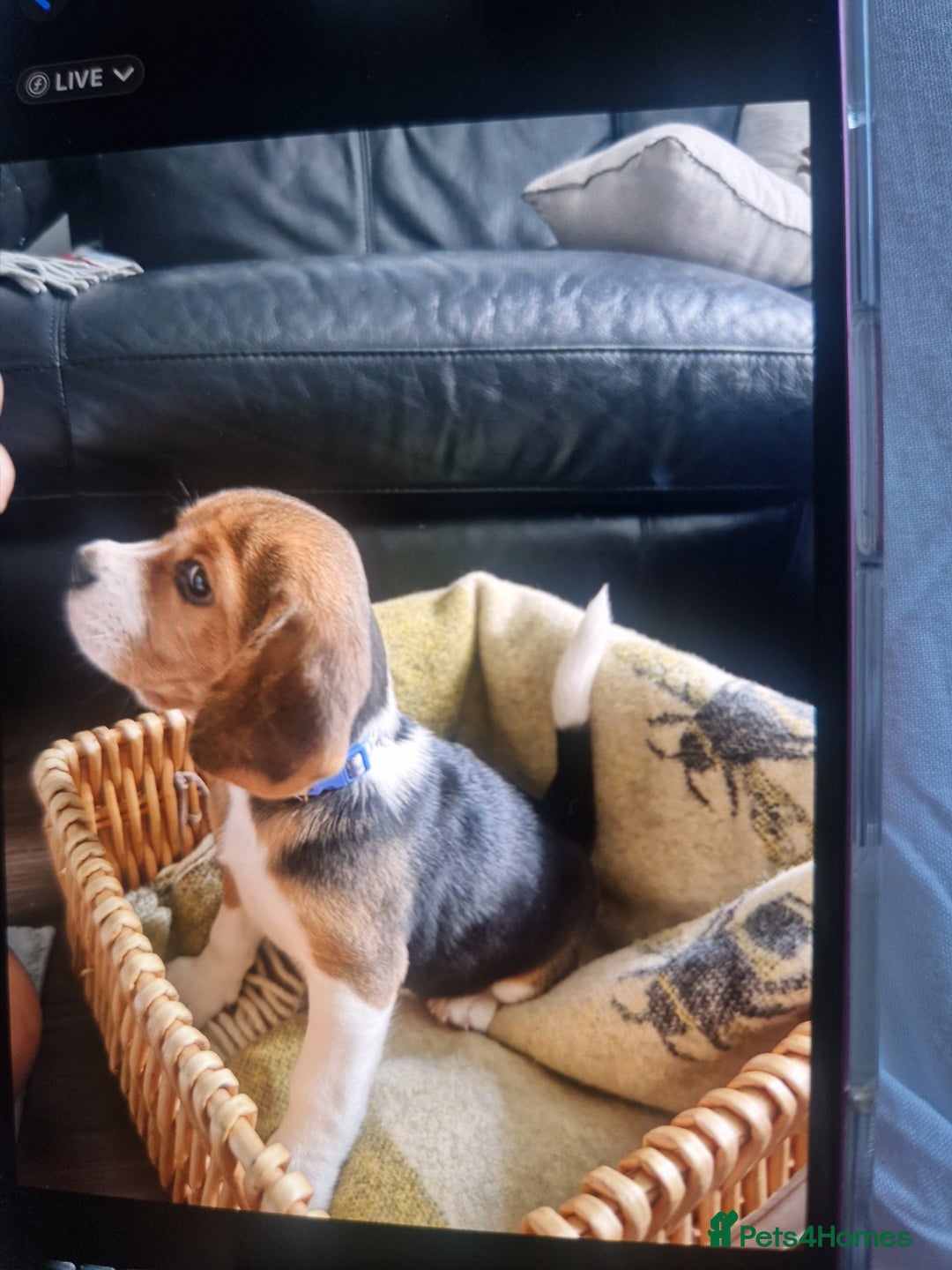 Beagle dogs for sale: (5th gen) pure pedigree beagle puppy - Image 18