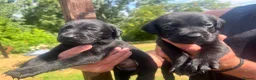 Labrador Retriever dogs for sale: *READY NOW* BLACK YELLOW LABRADOR HEALTH TESTED - Advert 6