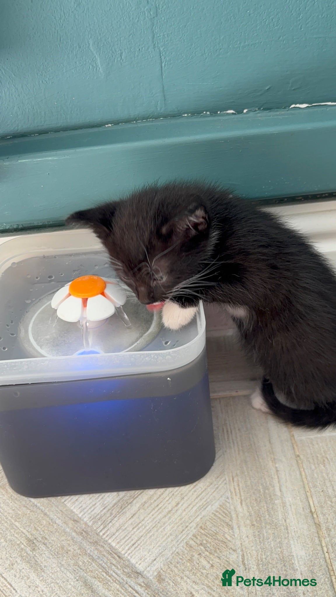 Mixed Breed cats for sale: 4 sweet kittens for new homes  in Thornton-Cleveleys - Advert 12