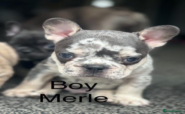 French Bulldog dogs - Advert 1