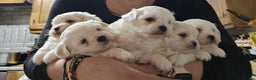Maltese dogs for sale: 5 PUPPIES BICHONS MALTESE - Advert 3