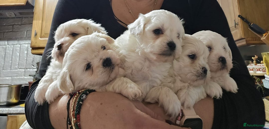 Maltese dogs for sale: 5 PUPPIES BICHONS MALTESE - Advert 3