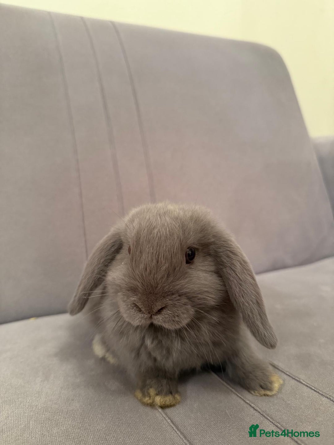 Mini Lion Lop rabbits for sale: Mini lop  - Advert 3