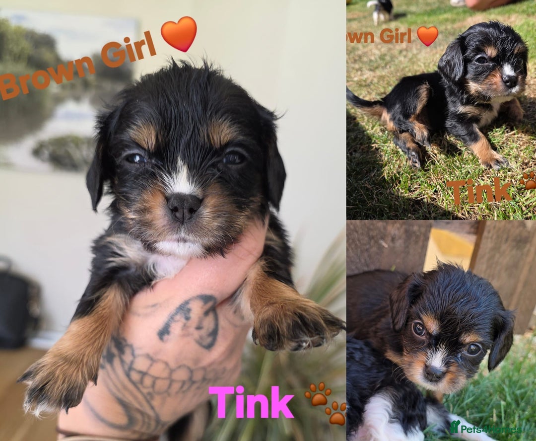 Cavachon dogs for sale: Cavalier King Charles X Cavachon - Image 7