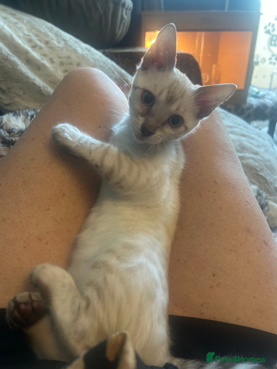 Bengal cats for sale: Two incredibly friendly TICA reg kittens  in Darwen - Image 27