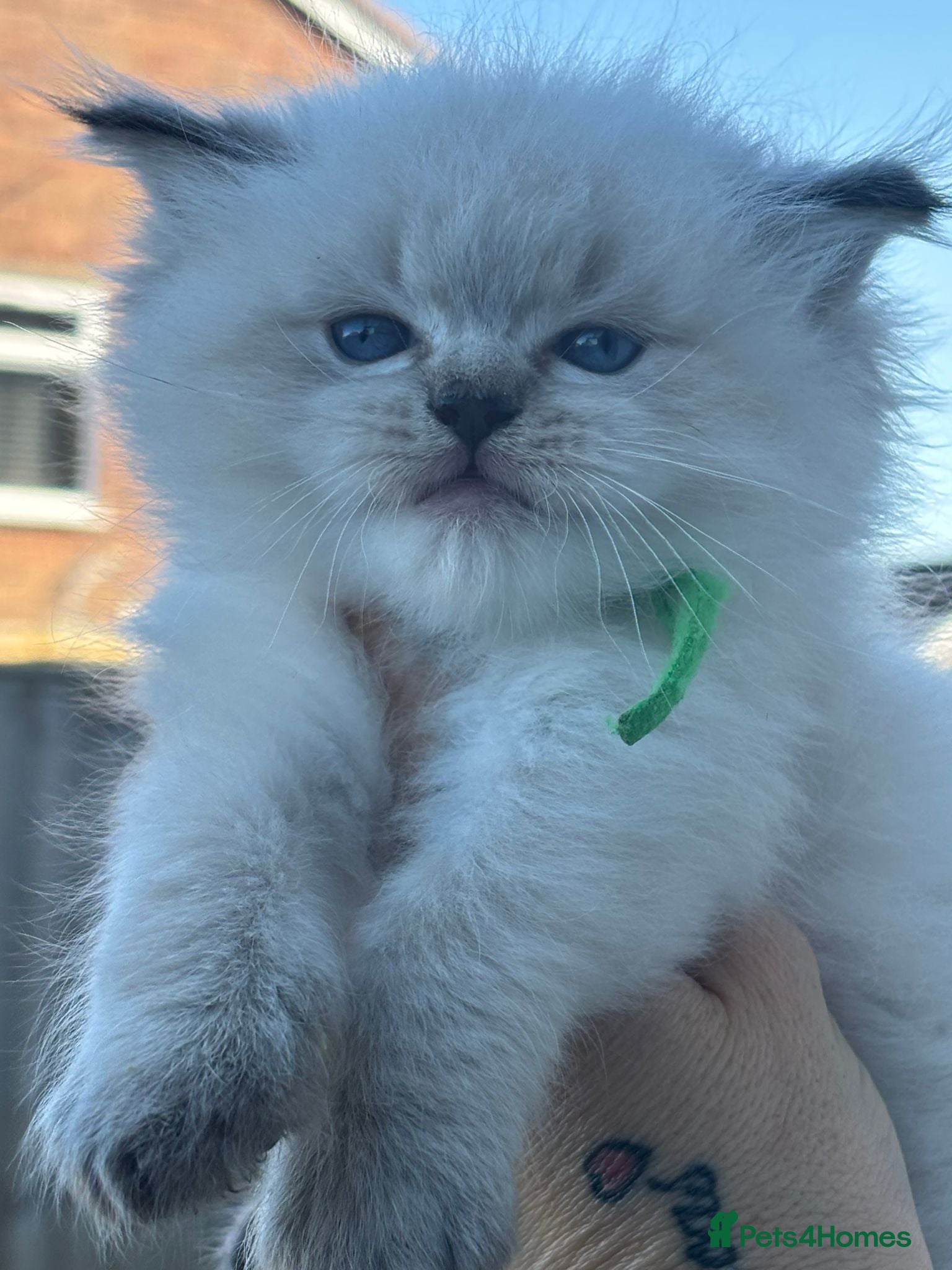 Ragdoll cats 💙🐾 2 Stunning TICA Ragdoll Boys 🐾💚 - Advert 2