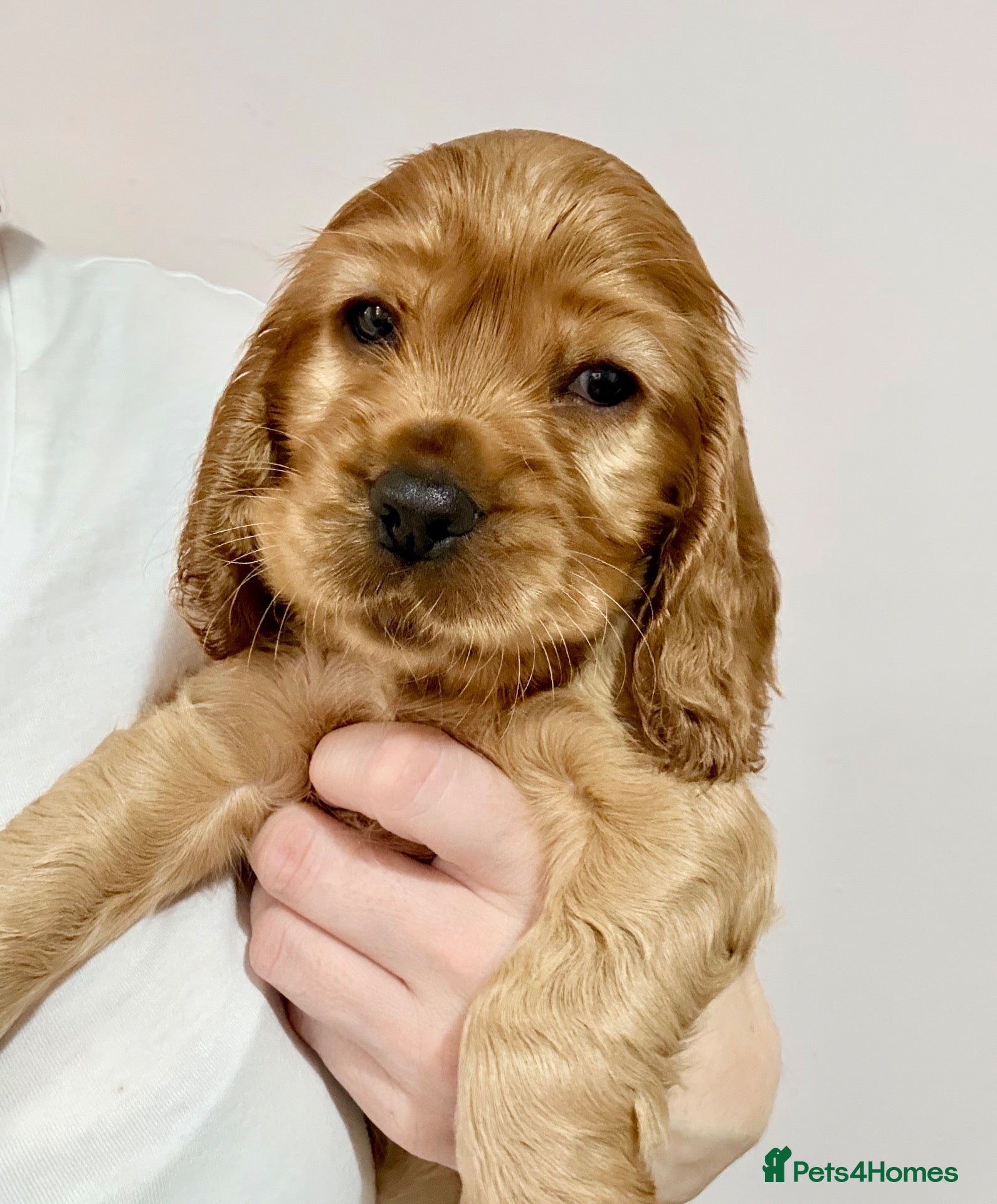 Cocker Spaniel dogs Red Sable show cocker spaniel male - Advert 3