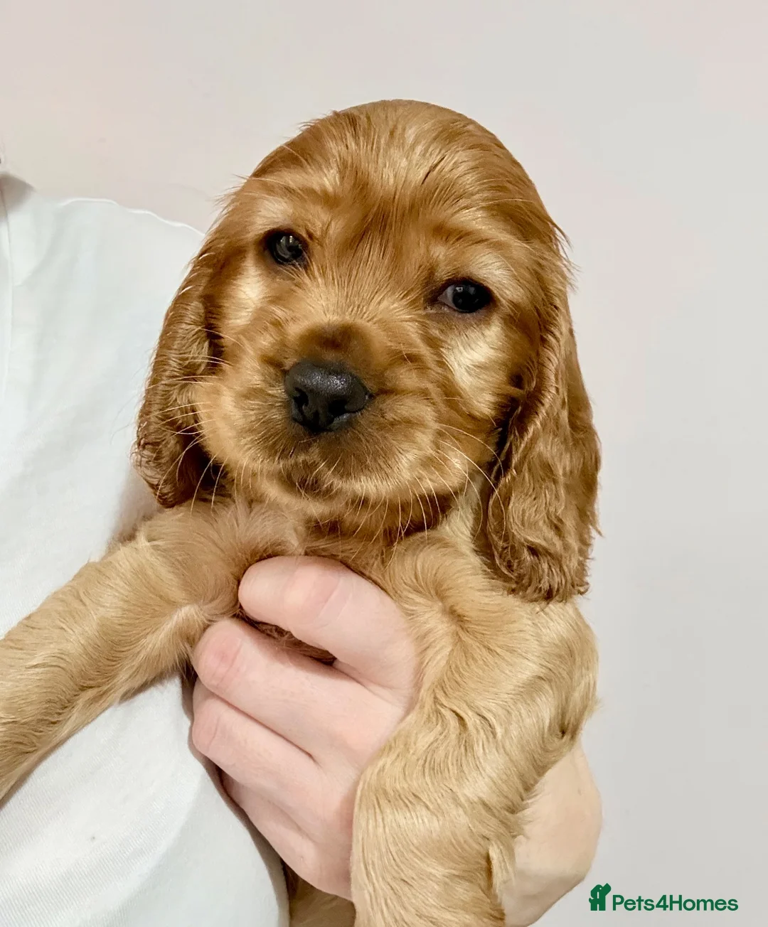 Cocker Spaniel dogs for sale: Red Sable show cocker spaniel male - Advert 1