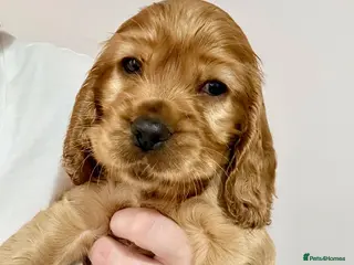 Cocker Spaniel dogs Red Sable show cocker spaniel male - Advert 1
