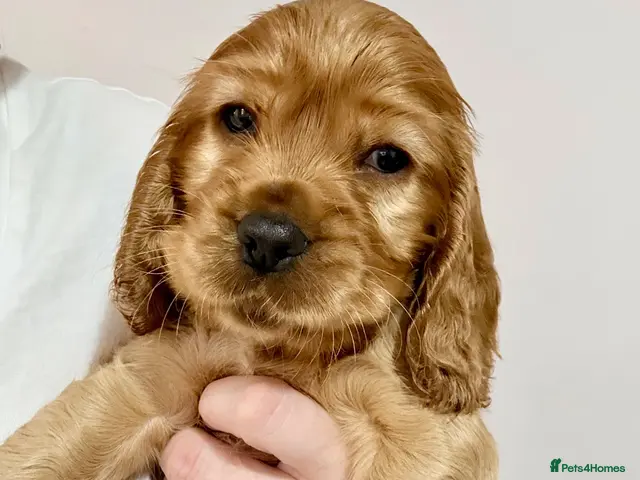 Cocker Spaniel dogs Red Sable show cocker spaniel male - Advert 18