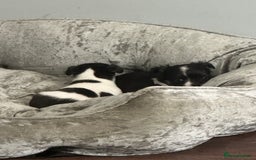 Chihuahua dogs for sale: Ready to leave female chihuahua BOTH vaccines done - Image 11