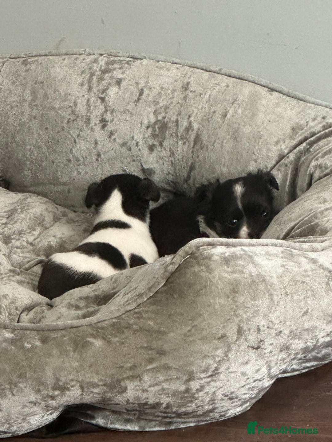 Chihuahua dogs for sale: Ready to leave female chihuahua BOTH vaccines done - Image 11