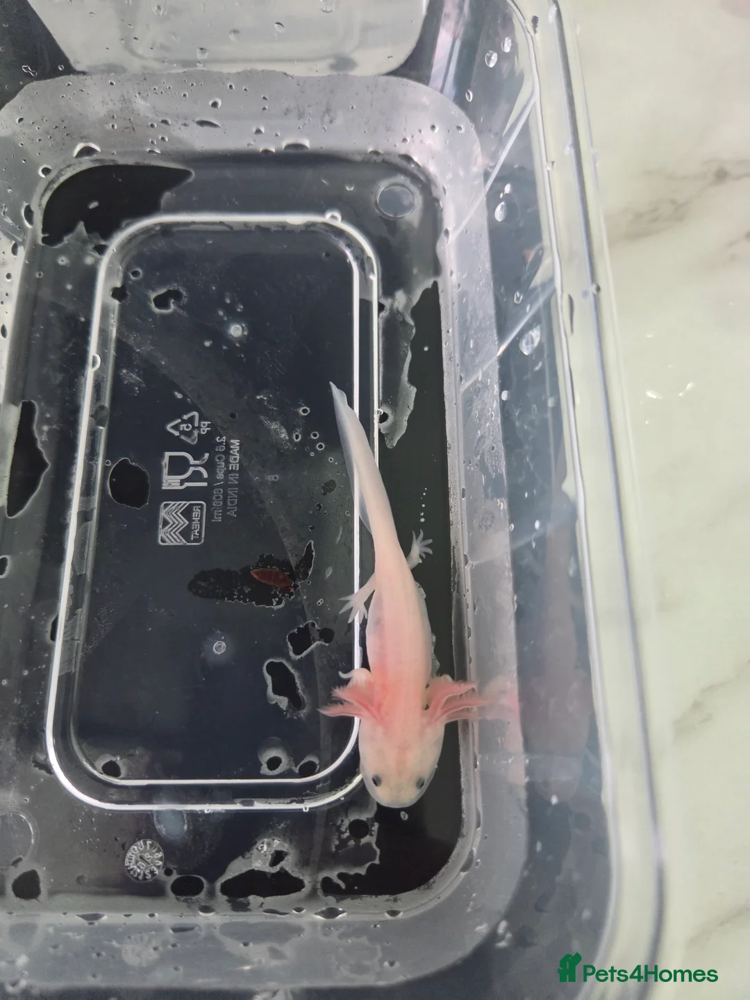 Axolotl reptiles for sale: 3 month old Axolotl's for sale - Advert 2