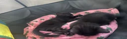 Mixed Breed cats for sale: Three kittens looking for loving homes  - Advert 19