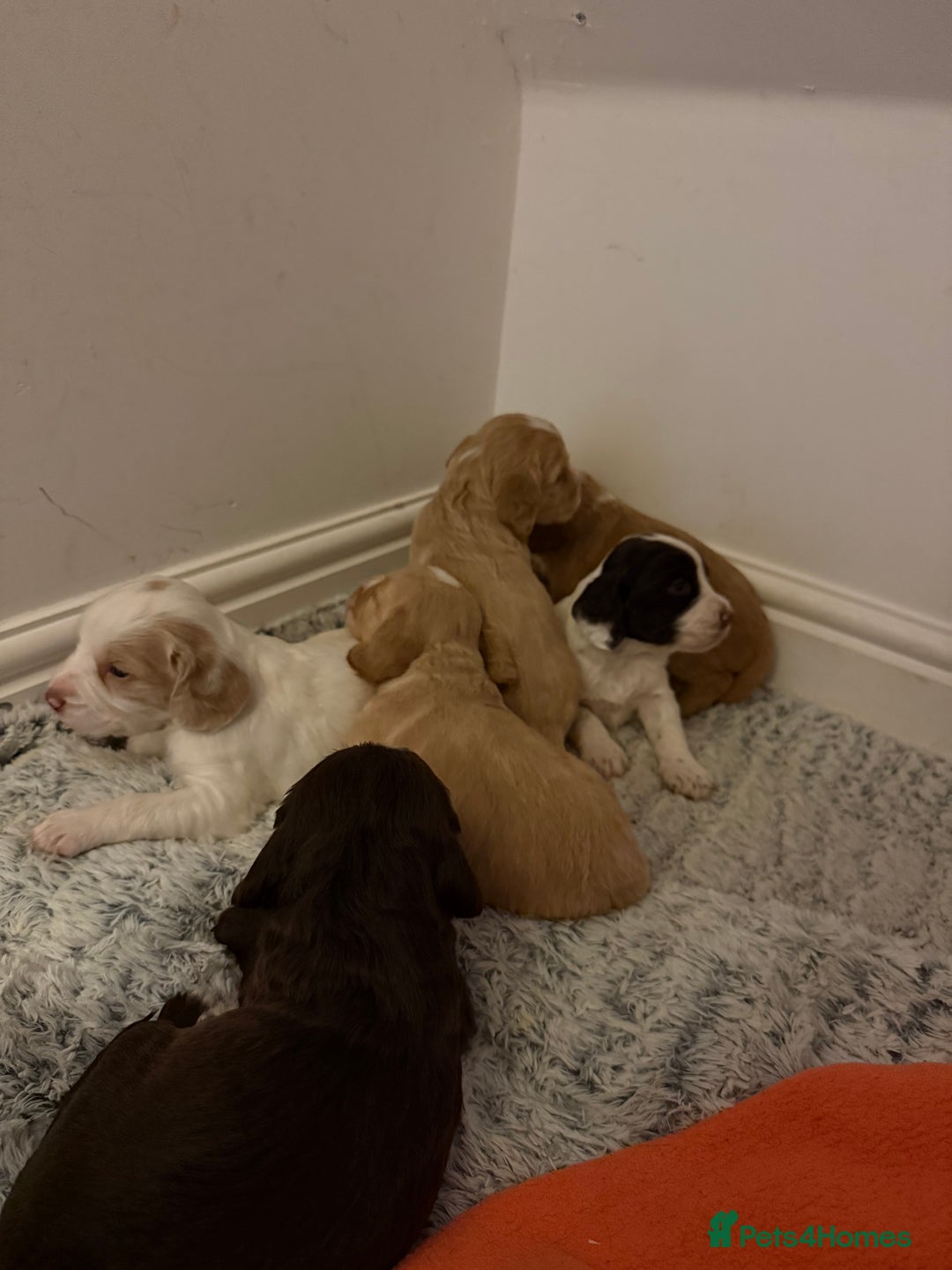 Cocker Spaniel dogs for sale: 4 beautiful cocker spaniels  - Image 7