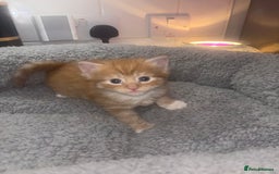 American Shorthair cats for sale: American short hair kittens  - Image 8