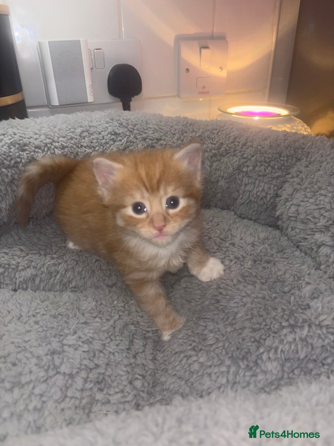 American Shorthair cats for sale: American short hair kittens  - Image 8