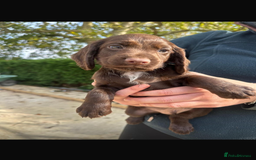 Cocker Spaniel dogs for sale: Cocker spaniel looking for forever home  - Image 4